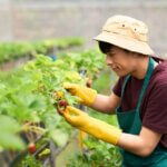 UK Government Confirms 45,000 Seasonal Worker Visas for 2025