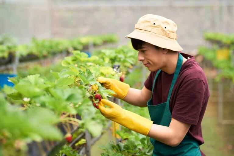 UK Government Confirms 45,000 Seasonal Worker Visas for 2025